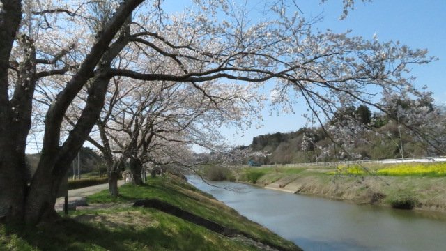 高城川桜